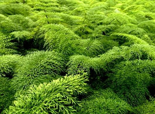 Asplenium11