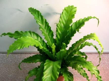 Asplenium2
