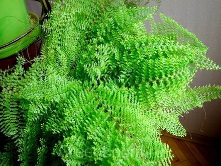 Asplenium3