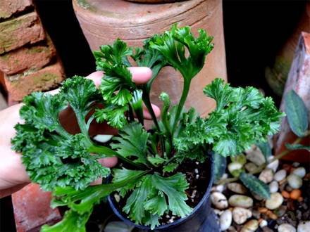 Asplenium4