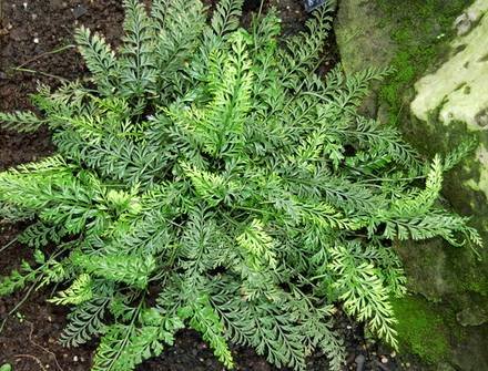 Asplenium5