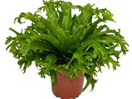 Asplenium6