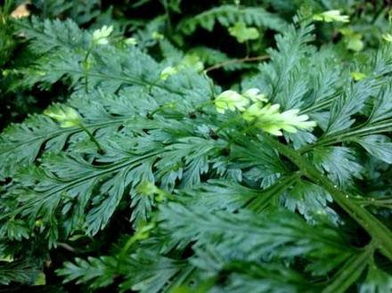 Asplenium7