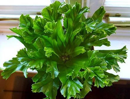Asplenium8