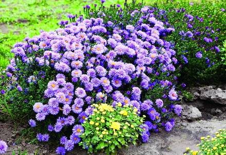 Aster1