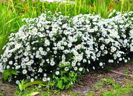 Aster2