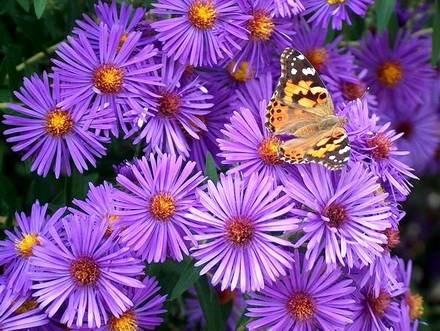 Aster3