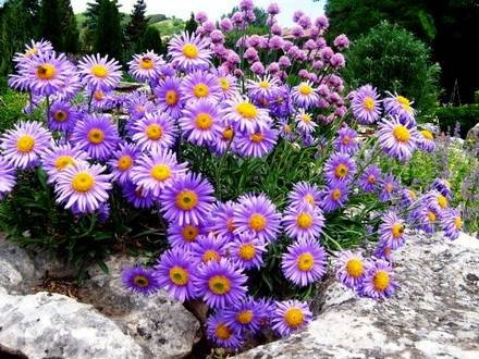 Aster4