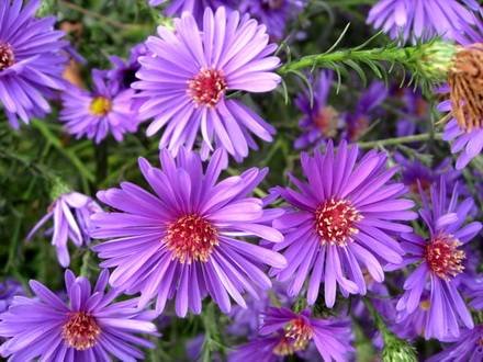 Aster5