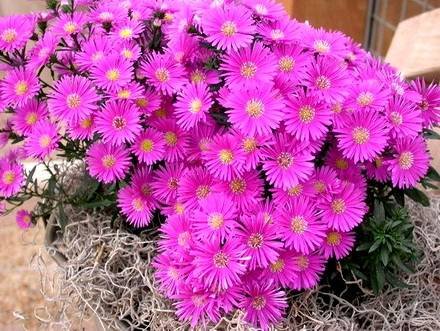 Aster6