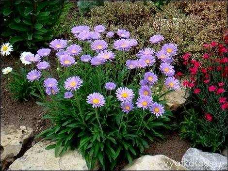 Aster7