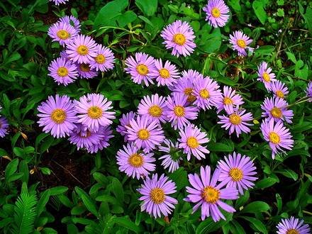 AsterAlpinus