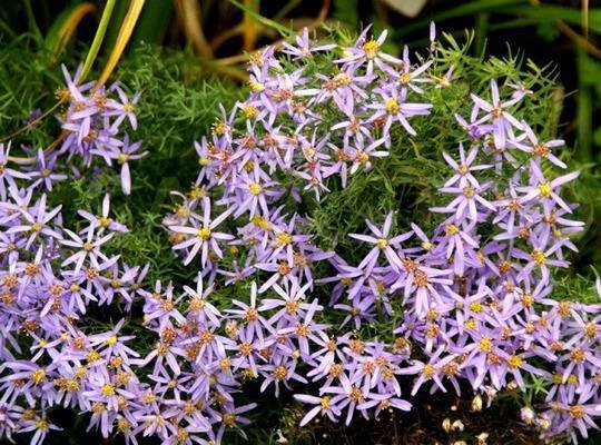 AsterSedifolius