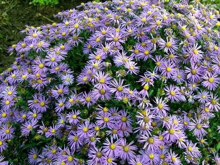 AsterSternkugel