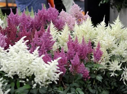 Astilbe1