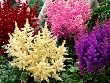 Astilbe10