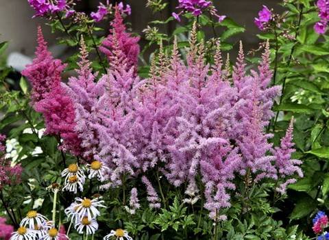 Astilbe11