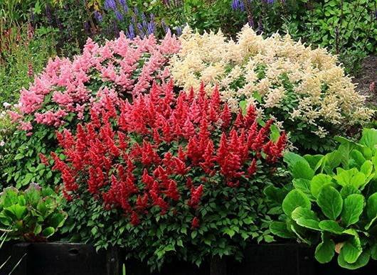 Astilbe12