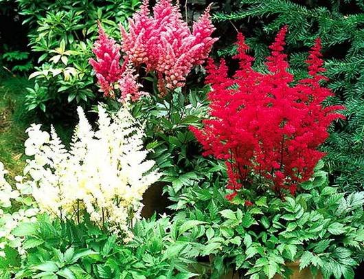Astilbe14