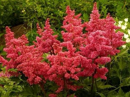 Astilbe2