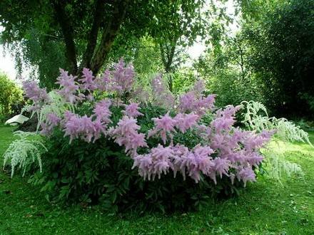 Astilbe3