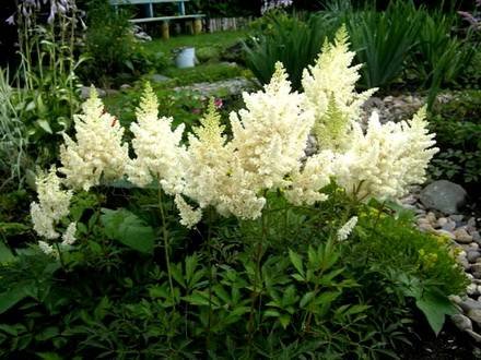 Astilbe33