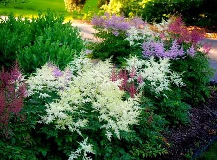 Astilbe4