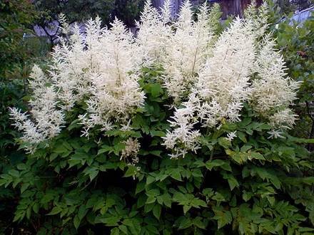 Astilbe5
