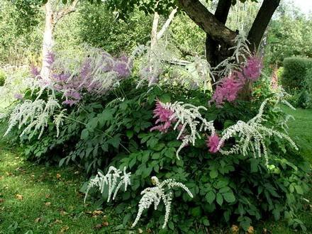Astilbe6