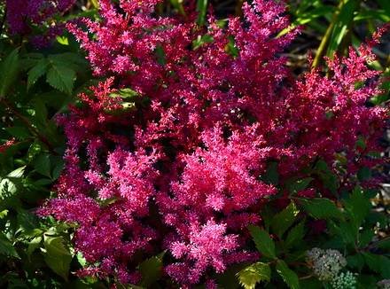 Astilbe7