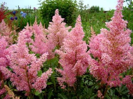 Astilbe8