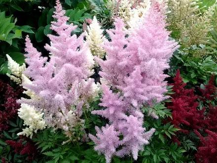 Astilbe9