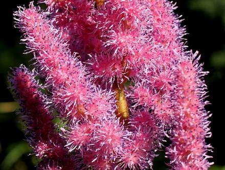 AstilbeDavidii