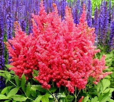 AstilbeFireberry