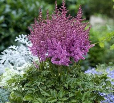 AstilbeLittleVisionPurple