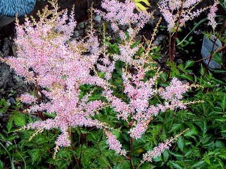 AstilbeSimplicifolia