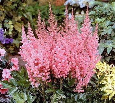 AstilbeVisionsInPink