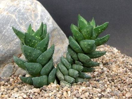 AstrolobaBullulata1
