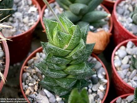 AstrolobaBullulata3