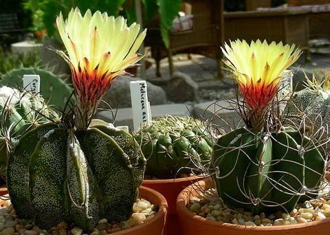 Astrophytum2