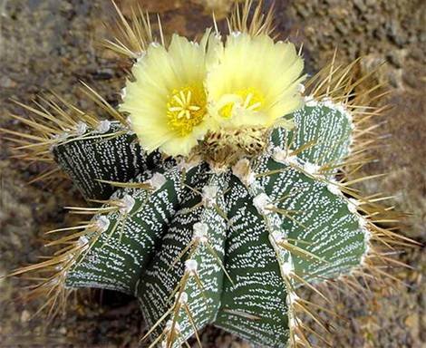 Astrophytum3