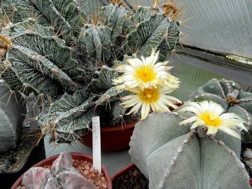 Astrophytum4