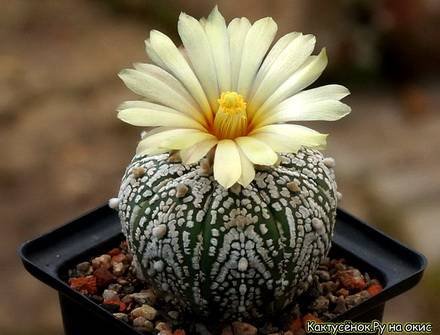 Astrophytum88