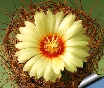 AstrophytumCapricorneAureum
