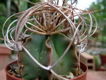 AstrophytumCapricorneCrassispinum