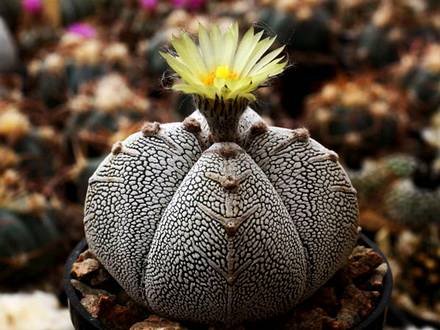 AstrophytumMyriostigma