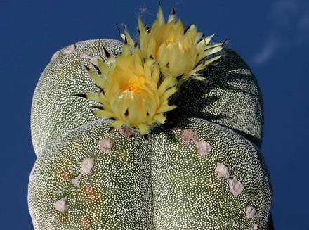 AstrophytumMyriostigmaGuadricostatum1