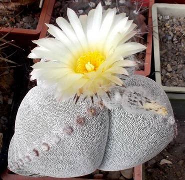 AstrophytumMyriostigmaTricostatum