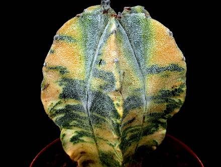 AstrophytumMyriostigmaVariegata