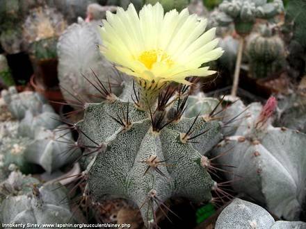 AstrophytumOrnatum1